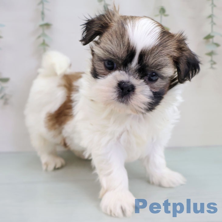 埼玉県のシーズー (ペットプラス ららぽーと新三郷店/2025年11月25日生まれ/女の子/ホワイトゴールド)の子犬の2枚目の画像