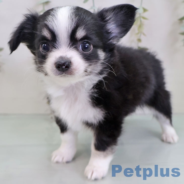 福岡県のチワワ(ロング) (ペットプラス MARK IS 福岡ももち店/2025年11月26日生まれ/男の子/ブラックタンホワイト)の子犬の1枚目の画像