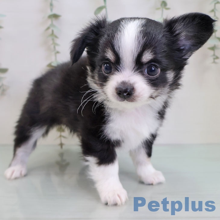 福岡県のチワワ(ロング) (ペットプラス MARK IS 福岡ももち店/2025年11月26日生まれ/男の子/ブラックタンホワイト)の子犬の2枚目の画像