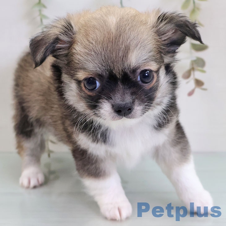 長野県のチワワ(ロング) (ペットプラス 松本店/2025年11月26日生まれ/男の子/レッドホワイト)の子犬の1枚目の画像