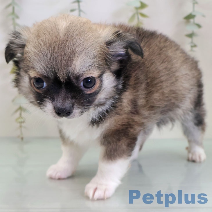 長野県のチワワ(ロング) (ペットプラス 松本店/2025年11月26日生まれ/男の子/レッドホワイト)の子犬の2枚目の画像