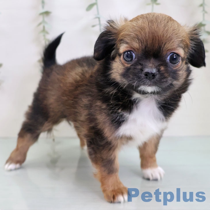 福岡県のチワワ(ロング) (ペットプラス 春日店/2025年11月26日生まれ/女の子/レッドホワイト)の子犬の1枚目の画像