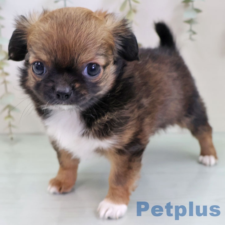 福岡県のチワワ(ロング) (ペットプラス 春日店/2025年11月26日生まれ/女の子/レッドホワイト)の子犬の2枚目の画像