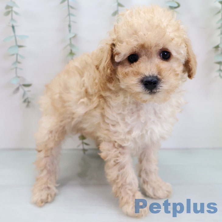 長崎県のトイプードル(トイ) (ペットプラス 長崎店/2025年11月25日生まれ/男の子/アプリコット)の子犬の1枚目の画像