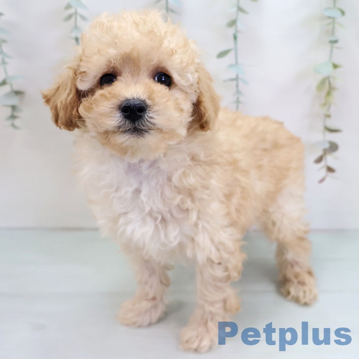 長崎県のトイプードル(トイ) (ペットプラス 長崎店/2025年11月25日生まれ/男の子/アプリコット)の子犬の2枚目の画像