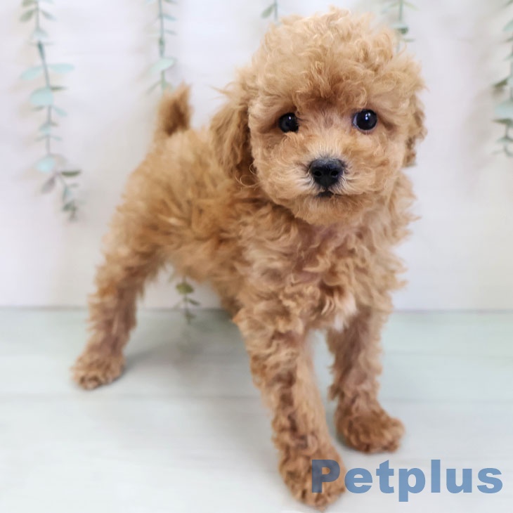 福岡県のトイプードル(トイ) (ペットプラス 福岡店/2025年11月25日生まれ/男の子/アプリコット)の子犬の1枚目の画像