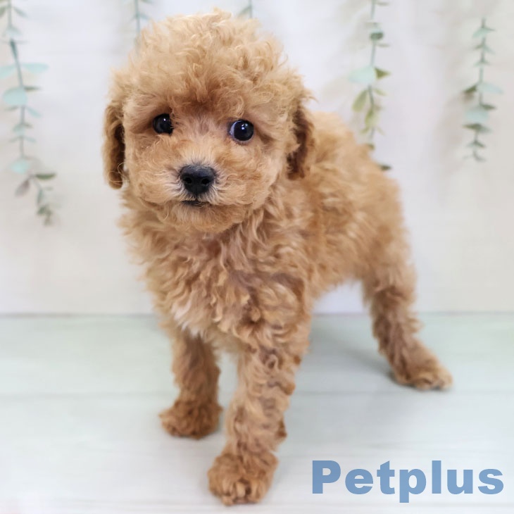 福岡県のトイプードル(トイ) (ペットプラス 福岡店/2025年11月25日生まれ/男の子/アプリコット)の子犬の2枚目の画像