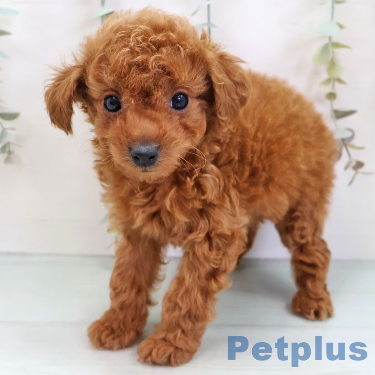 熊本県のトイプードル(トイ) (ペットプラス 熊本店/2025年11月27日生まれ/男の子/レッド)の子犬の1枚目の画像