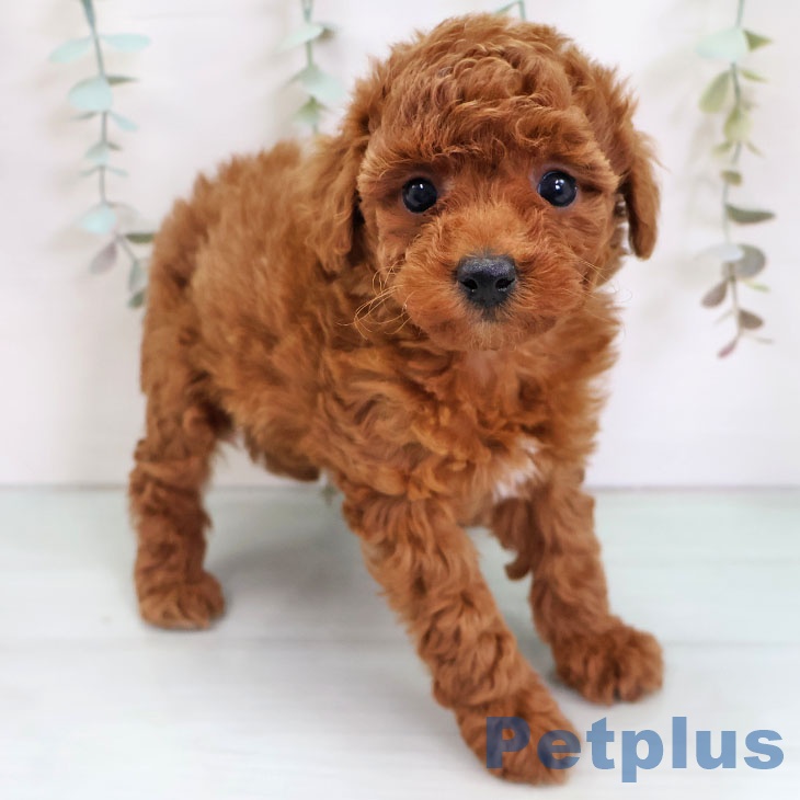 沖縄県のトイプードル(トイ) (ペットプラス 沖縄ライカム店/2025年11月27日生まれ/女の子/レッド)の子犬の1枚目の画像