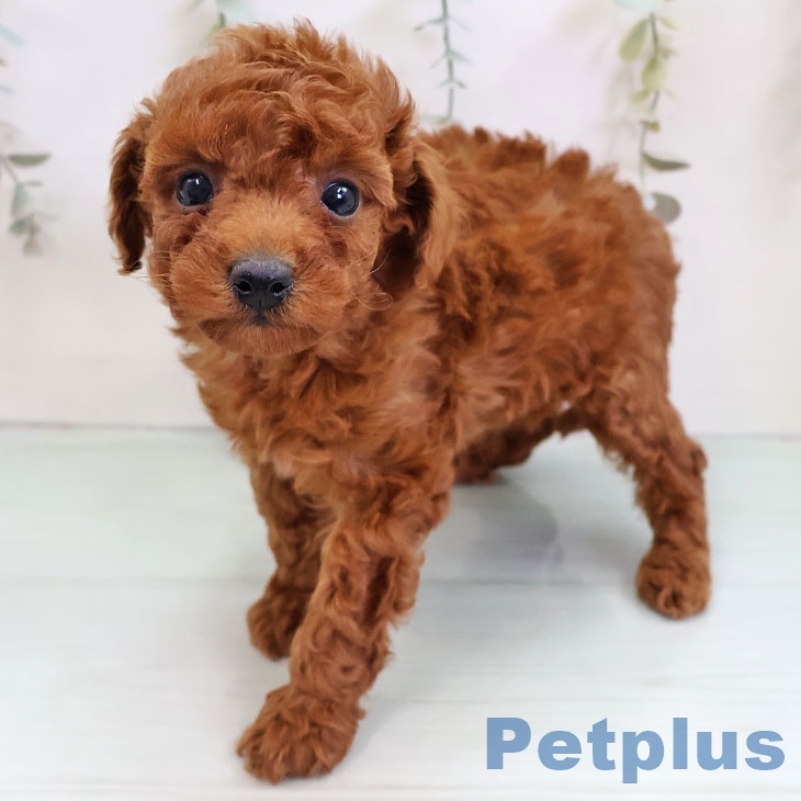 福岡県のトイプードル(トイ) (ペットプラス 福岡店/2025年11月27日生まれ/女の子/レッド)の子犬の1枚目の画像