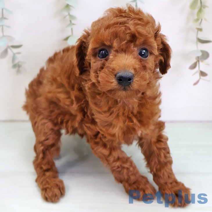 福岡県のトイプードル(トイ) (ペットプラス 福岡店/2025年11月27日生まれ/女の子/レッド)の子犬の2枚目の画像