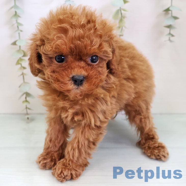 福岡県のトイプードル(トイ) (ペットプラス 八幡東店/2025年11月27日生まれ/女の子/レッド)の子犬の1枚目の画像