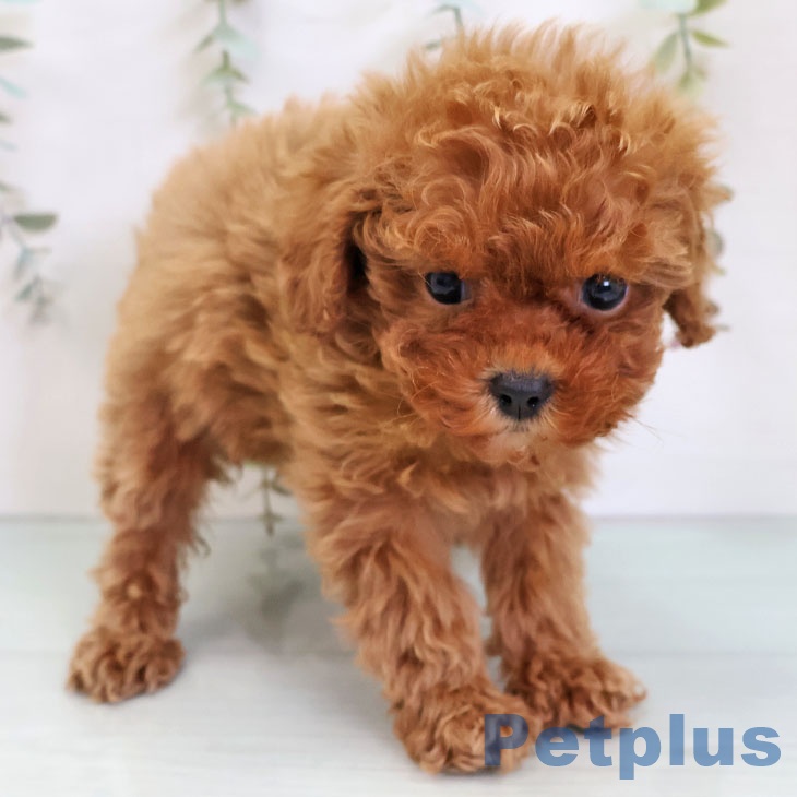 福岡県のトイプードル(トイ) (ペットプラス 八幡東店/2025年11月27日生まれ/女の子/レッド)の子犬の2枚目の画像