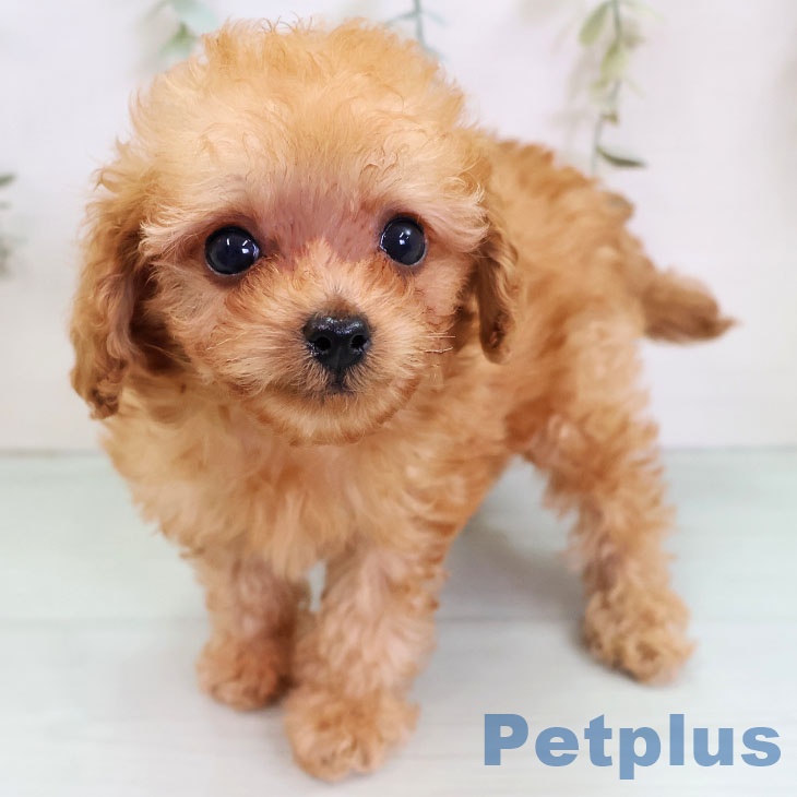福岡県のトイプードル(トイ) (ペットプラス 八幡東店/2025年11月24日生まれ/男の子/アプリコット)の子犬の1枚目の画像