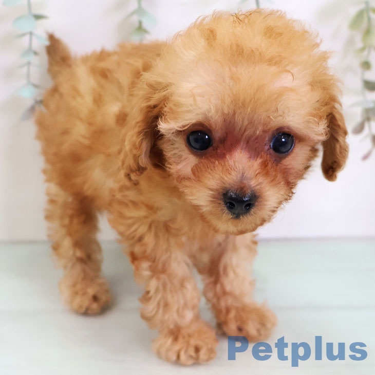 福岡県のトイプードル(トイ) (ペットプラス 八幡東店/2025年11月24日生まれ/男の子/アプリコット)の子犬の2枚目の画像