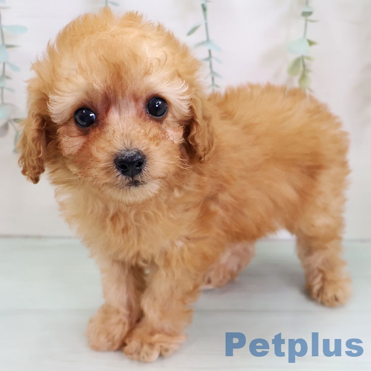 福岡県のトイプードル(トイ) (ペットプラス 春日店/2025年11月24日生まれ/女の子/アプリコット)の子犬の1枚目の画像
