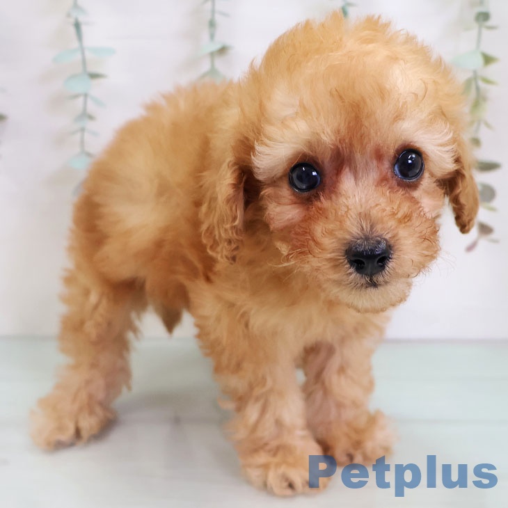 福岡県のトイプードル(トイ) (ペットプラス 春日店/2025年11月24日生まれ/女の子/アプリコット)の子犬の2枚目の画像