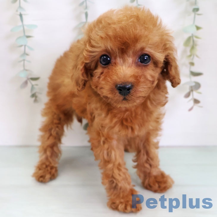 熊本県のトイプードル(トイ) (ペットプラス 熊本店/2025年11月24日生まれ/女の子/レッド)の子犬の1枚目の画像