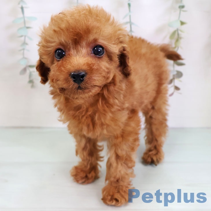 熊本県のトイプードル(トイ) (ペットプラス 熊本店/2025年11月24日生まれ/女の子/レッド)の子犬の2枚目の画像