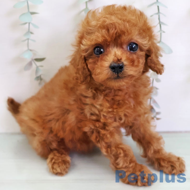 熊本県のトイプードル(トイ) (ペットプラス 熊本店/2025年11月24日生まれ/女の子/レッド)の子犬の1枚目の画像