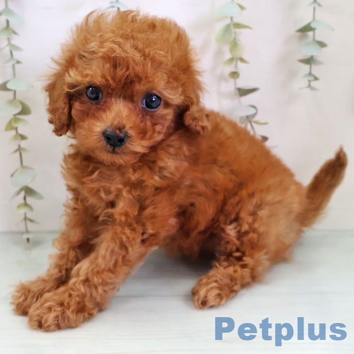 熊本県のトイプードル(トイ) (ペットプラス 熊本店/2025年11月24日生まれ/女の子/レッド)の子犬の2枚目の画像