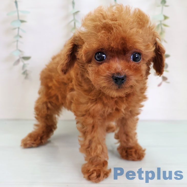 福岡県のトイプードル(トイ) (ペットプラス ららぽーと福岡店/2025年11月24日生まれ/女の子/レッド)の子犬の1枚目の画像