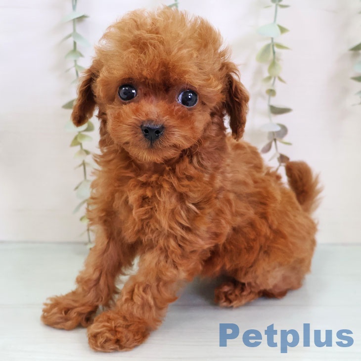 福岡県のトイプードル(トイ) (ペットプラス ららぽーと福岡店/2025年11月24日生まれ/女の子/レッド)の子犬の2枚目の画像