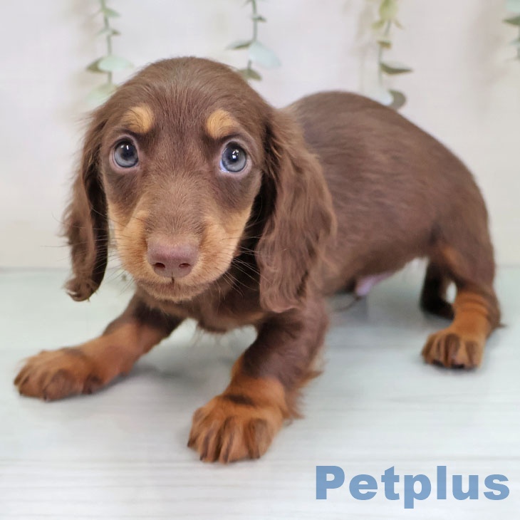 福岡県のミニチュアダックスフンド(ロング) (ペットプラス 八幡東店/2025年11月26日生まれ/男の子/チョコレートタン)の子犬の2枚目の画像