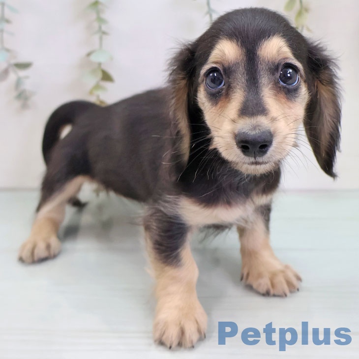 福岡県のミニチュアダックスフンド(ロング) (ペットプラス 八幡東店/2025年11月26日生まれ/女の子/ブラックイエロー)の子犬の1枚目の画像