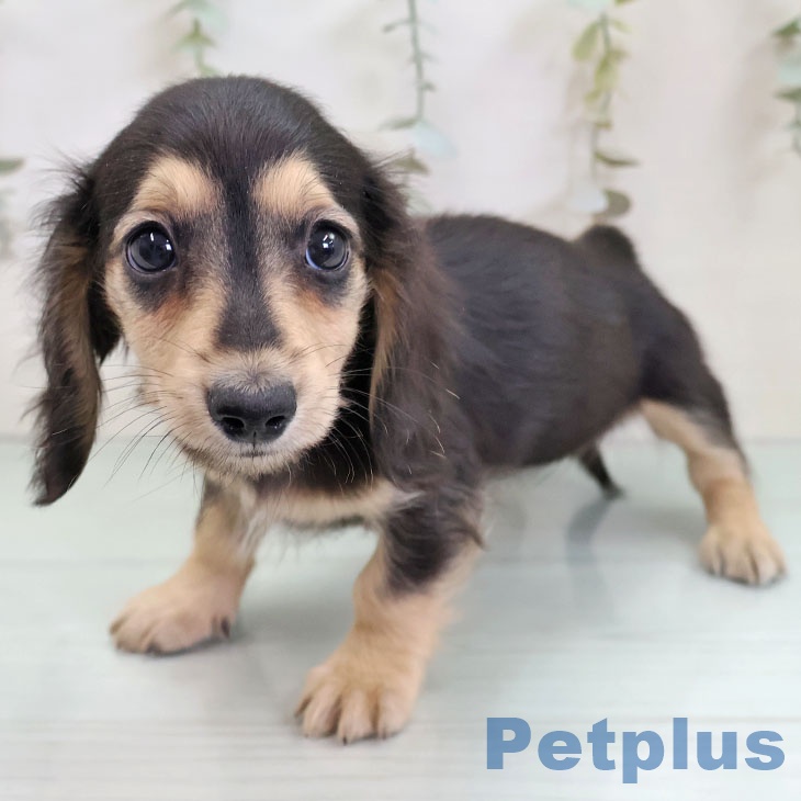 福岡県のミニチュアダックスフンド(ロング) (ペットプラス 八幡東店/2025年11月26日生まれ/女の子/ブラックイエロー)の子犬の2枚目の画像