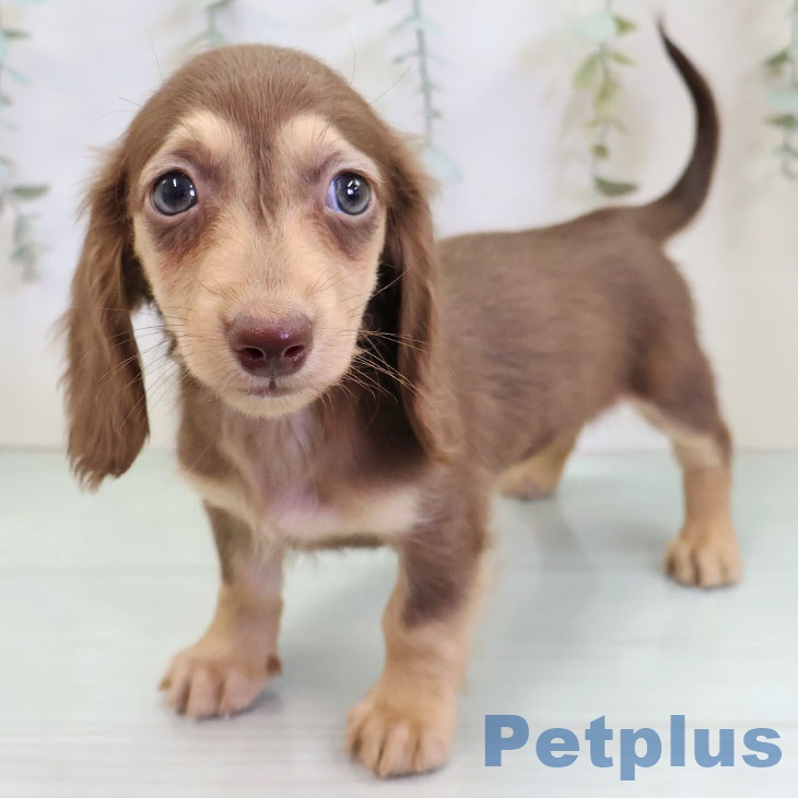 福岡県のミニチュアダックスフンド(ロング) (ペットプラス 福岡店/2025年11月26日生まれ/女の子/チョコレートイエロー)の子犬の1枚目の画像