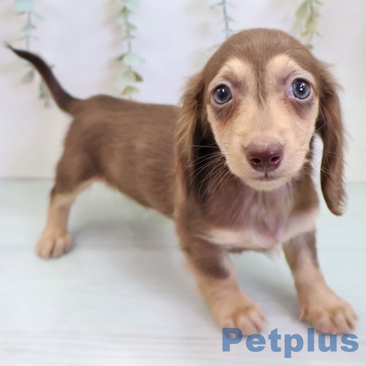 福岡県のミニチュアダックスフンド(ロング) (ペットプラス 福岡店/2025年11月26日生まれ/女の子/チョコレートイエロー)の子犬の2枚目の画像