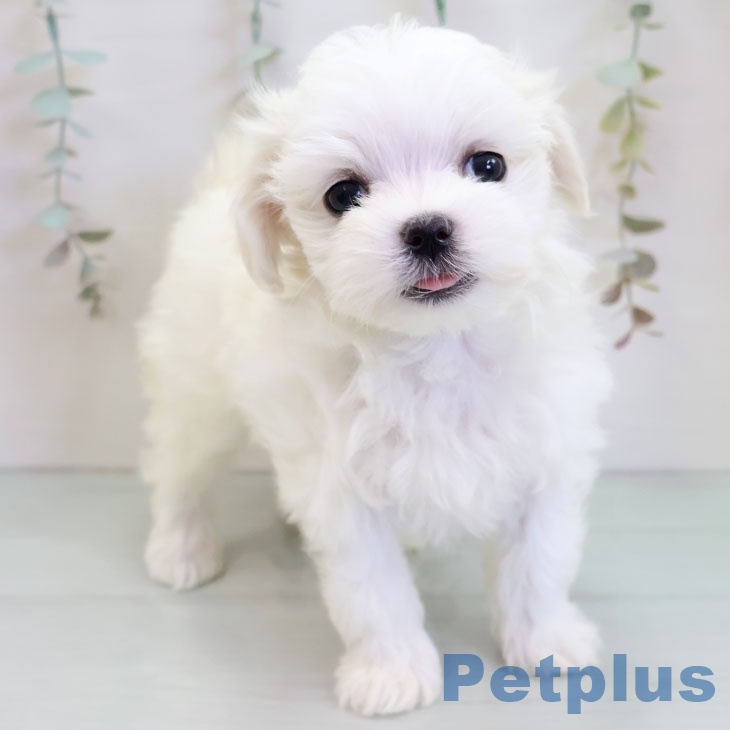 鹿児島県のマルチーズ (ペットプラス 姶良店/2025年11月27日生まれ/女の子/ホワイト)の子犬の1枚目の画像