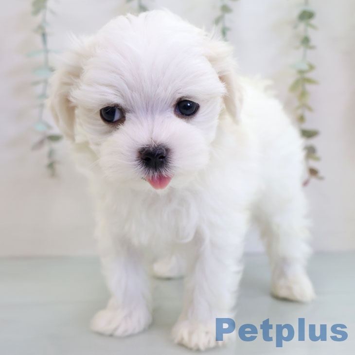 鹿児島県のマルチーズ (ペットプラス 姶良店/2025年11月27日生まれ/女の子/ホワイト)の子犬の2枚目の画像