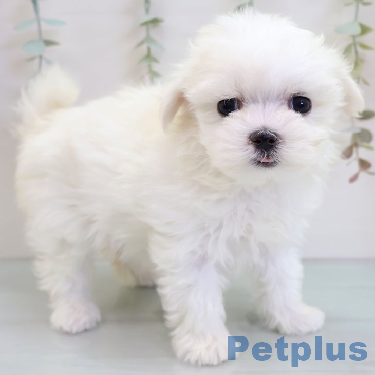 埼玉県のマルチーズ (ペットプラス ピオニウォーク東松山店/2025年11月27日生まれ/女の子/ホワイト)の子犬の1枚目の画像