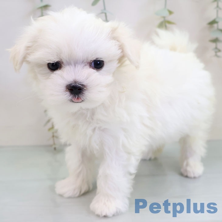 埼玉県のマルチーズ (ペットプラス ピオニウォーク東松山店/2025年11月27日生まれ/女の子/ホワイト)の子犬の2枚目の画像