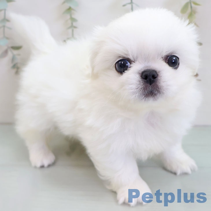 千葉県のペキニーズ (ペットプラス 幕張新都心店/2025年11月27日生まれ/女の子/ホワイト)の子犬