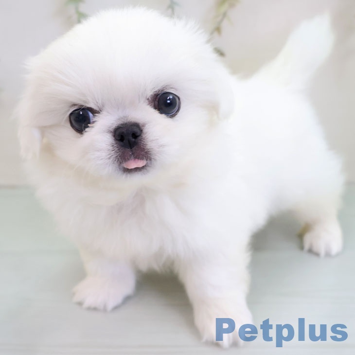 千葉県のペキニーズ (ペットプラス 幕張新都心店/2025年11月27日生まれ/女の子/ホワイト)の子犬の2枚目の画像