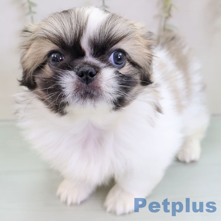 福岡県のペキニーズ (ペットプラス 八幡東店/2025年11月27日生まれ/女の子/パーティーカラー)の子犬の1枚目の画像