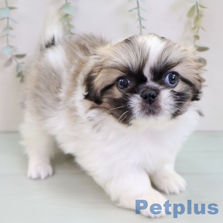 福岡県のペキニーズ (ペットプラス 八幡東店/2025年11月27日生まれ/女の子/パーティーカラー)の子犬の2枚目の画像