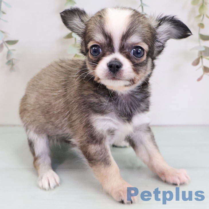 埼玉県のチワワ(ロング) (ペットプラス コクーンシティ店/2025年11月25日生まれ/男の子/フォーンホワイト)の子犬の1枚目の画像