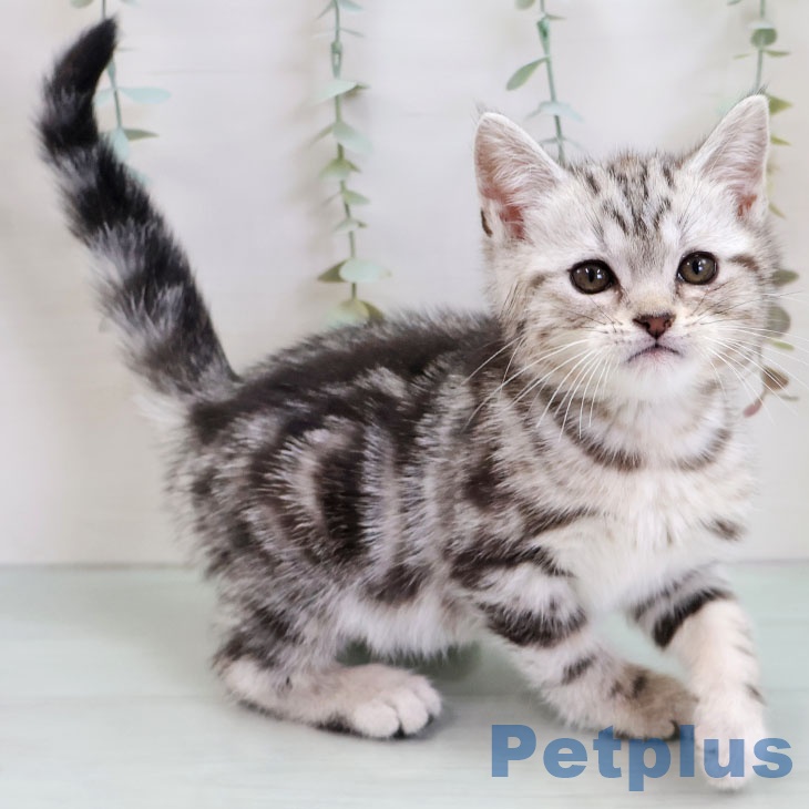 福岡県のアメリカンショートヘアー (ペットプラス 福岡店/2025年11月27日生まれ/男の子/シルバータビー)の子猫の1枚目の画像
