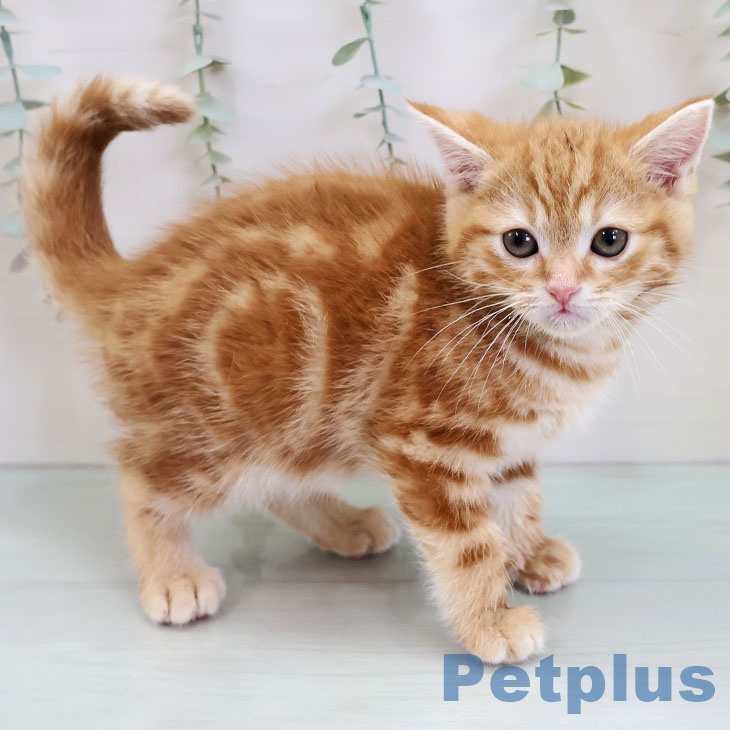 熊本県のアメリカンショートヘアー (ペットプラス 熊本店/2025年11月27日生まれ/男の子/レッドタビー)の子猫の1枚目の画像