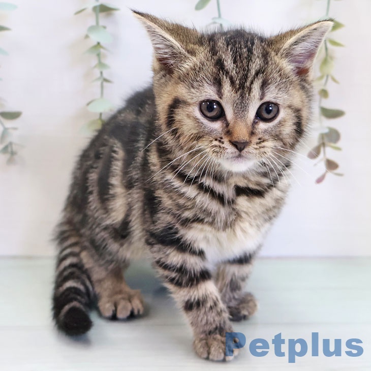 福岡県のアメリカンショートヘアー (ペットプラス ららぽーと福岡店/2025年11月27日生まれ/女の子/ブラウンタビー)の子猫の2枚目の画像