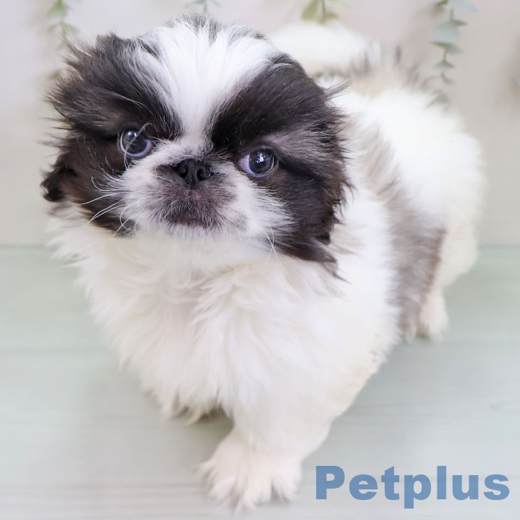 宮崎県のペキニーズ (ペットプラス 宮崎店/2025年11月24日生まれ/男の子/パーティーカラー)の子犬の2枚目の画像