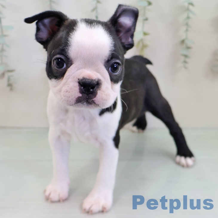 熊本県のボストンテリア (ペットプラス 熊本店/2025年11月22日生まれ/男の子/ボストンカラー)の子犬の1枚目の画像