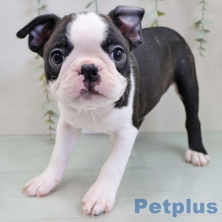 福岡県のボストンテリア (ペットプラス ららぽーと福岡店/2025年11月22日生まれ/男の子/ボストンカラー)の子犬の1枚目の画像