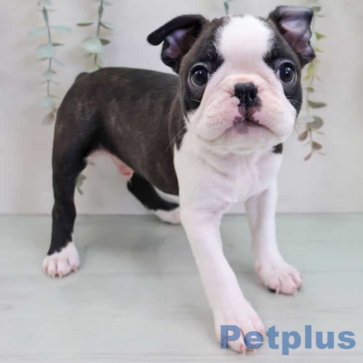 福岡県のボストンテリア (ペットプラス ららぽーと福岡店/2025年11月22日生まれ/男の子/ボストンカラー)の子犬の2枚目の画像