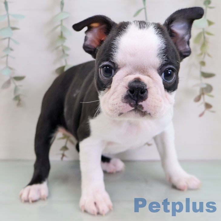 福岡県のボストンテリア (ペットプラス 八幡東店/2025年11月22日生まれ/男の子/ボストンカラー)の子犬の1枚目の画像