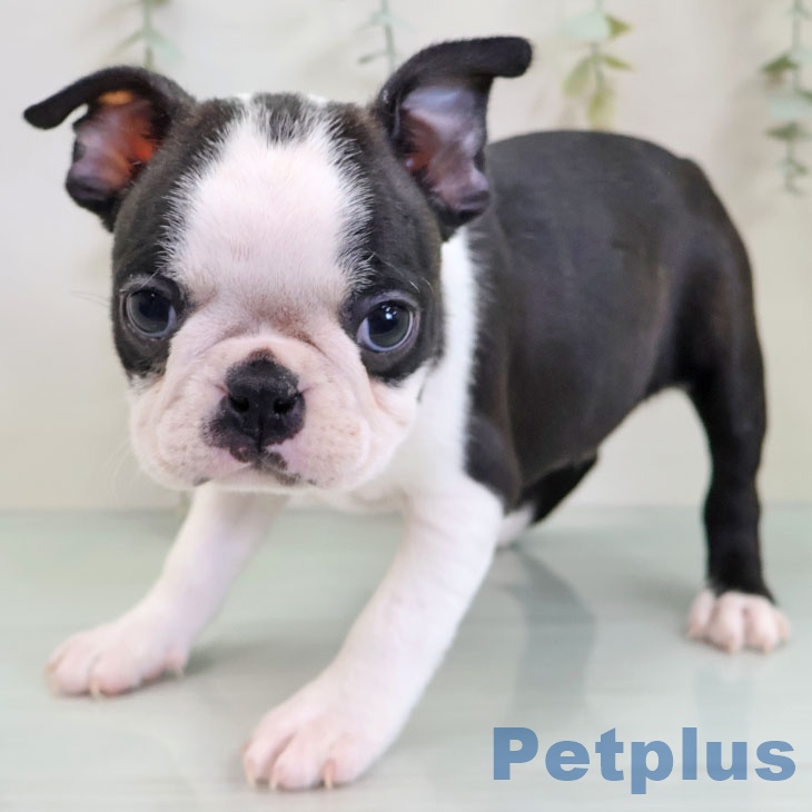 福岡県のボストンテリア (ペットプラス 八幡東店/2025年11月22日生まれ/男の子/ボストンカラー)の子犬の2枚目の画像